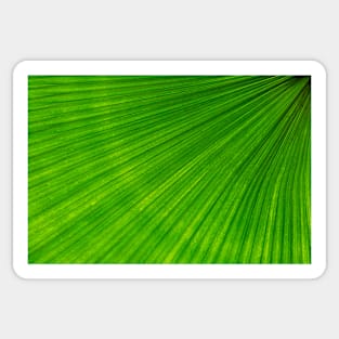 Palm frond Sticker